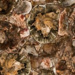 Petrified Wood